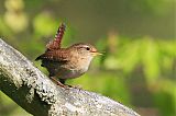 Eurasian Wren